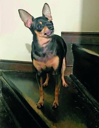 Marcelo es un digno ejemplar de esta raza. FOTO: CORTESÍA