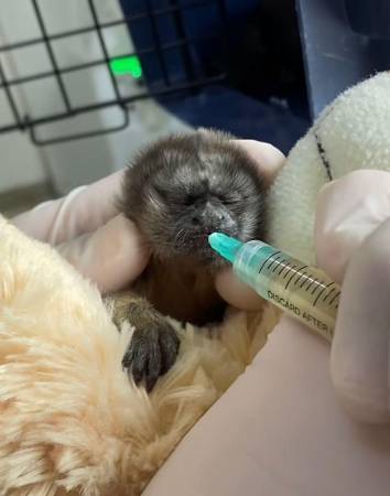 Este pequeño está a cargo de Cornare. Le van llevando una alimentación adecuada para que crezca sano y sea reintegrado a su entorno. FOTO: CORNARE