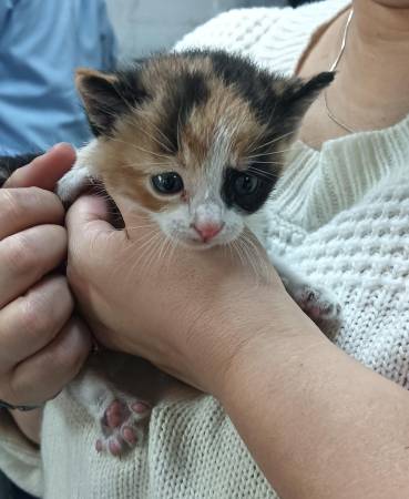 Un final feliz: la gata fue adoptada luego de salir del conducto. FOTO: LINA MARCELA AGUDELO