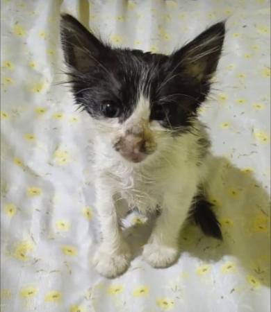 SosMilagros, la gata que David Garcés rescató de los escombros y que piensa adoptar. FOTO: CORTESÍA.