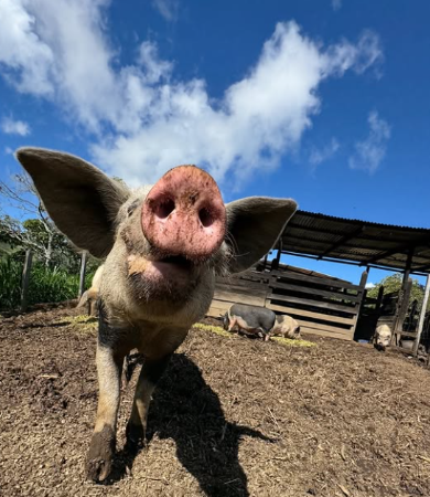 En su perfil de Instagram, Andrea comparte las historias de los animales que rescata. FOTO: CORTESÍA.