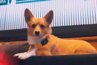 Steph Furry, el perro adivinador de la Eurocopa, ya eligió al campeón