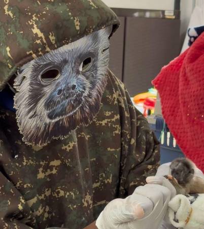 Sus cuidadores se ponen máscaras de primates para facilitarla adaptación como bebé huérfano. Evita que sea costumbre a los humanos FOTOS: CORNARE
