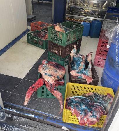 Carne con un líquido azul para identificarla como en mal estado y no apta para consumo humano. FOTO: ALCALDÍA DE BELLO 