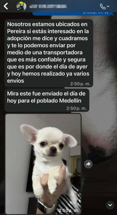 Así engañarían a los adoptantes. FOTO: CORTESÍA