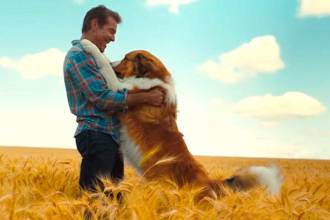 Cinco películas que te harán amar más a tu perro