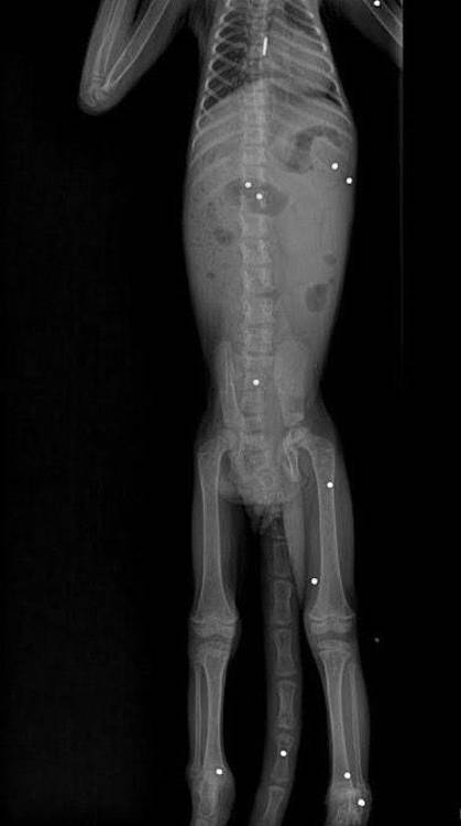 Las heridas del mono habían comprometido su movilidad. FOTO: CORANTIOQUIA