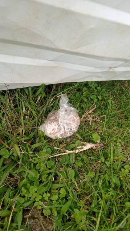 Arroz con carne molida y un veneno líquido conocido como Campeón. FOTO: CORTESÍA FAMILIA PELUCHE