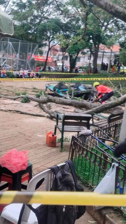 EN IMÁGENES: ¡Se siguen yendo al suelo! Enorme árbol se cayó en pleno parque de Villa Hermosa