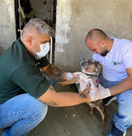Momento de la revisión del personal encargado de inspeccionar el estado de los dos perros. FOTO: CORTESÍA ALCALDÍA DE BELLO