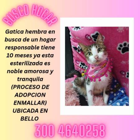 Anciano fue internado en un asilo y su gatico, su única compañía en la vida, quedó solo