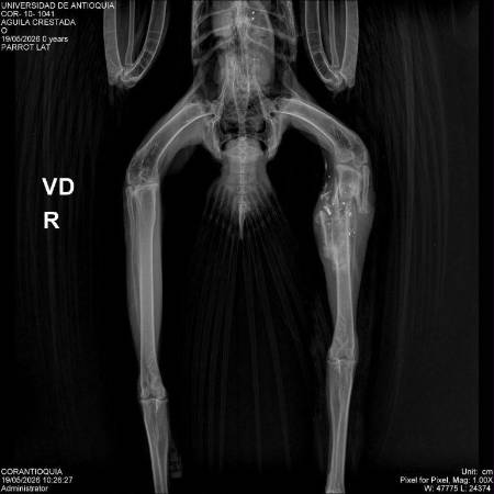 Radiografía del águila. IMAGEN: CORANTIOQUIA