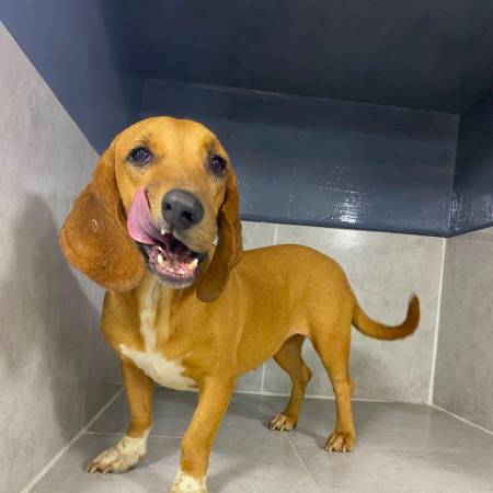 Pantera fue rescatado hace dos años en malas condiciones. Ya está vacunado, esterilizado y listo para un lindo hogar.