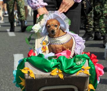 Descripción: Recorrido desfile de mascotas, 26 caminata canina y de mascotas tierragro 2025. Lugar: Estadio Atanasio Girardot. Fecha de evento: 03<b><span class="mln_small-caps_mln">/08/2025 Foto: Andrés Camilo Suárez Echeverry</span></b>