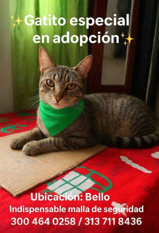 Anciano fue internado en un asilo y su gatico, su única compañía en la vida, quedó solo