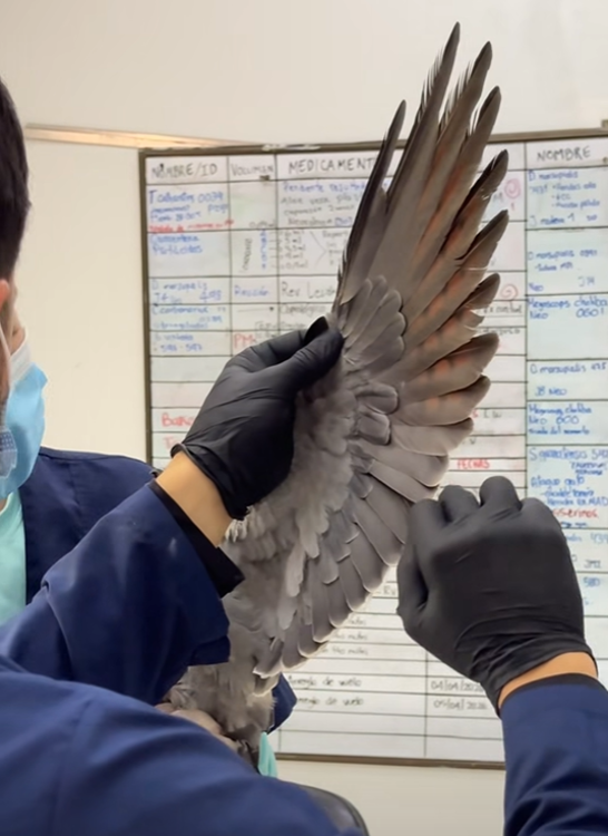 El ave fue revisada por profesionales del CAV Cornare. FOTO: CAPTURA DE VIDEO CORNARE