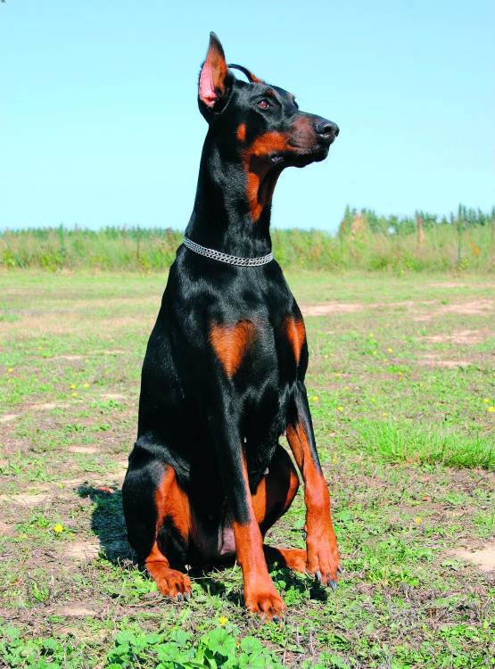 Este es un ejemplar de dóberman. FOTO: DEPOSITPHOTOS