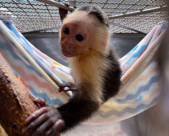 Este es el octavo mono capuchino que ingresa al Cavr desde 2024. /FOTO: CORTESÍA ÁREA METROPOLITANA