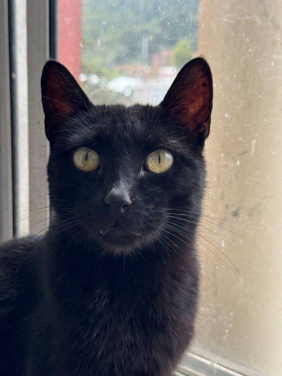 Pantera fue rescatado hace dos años en malas condiciones. Ya está vacunado, esterilizado y listo para un lindo hogar. FOTO: FIEL AMIGO FUNDACIÓN