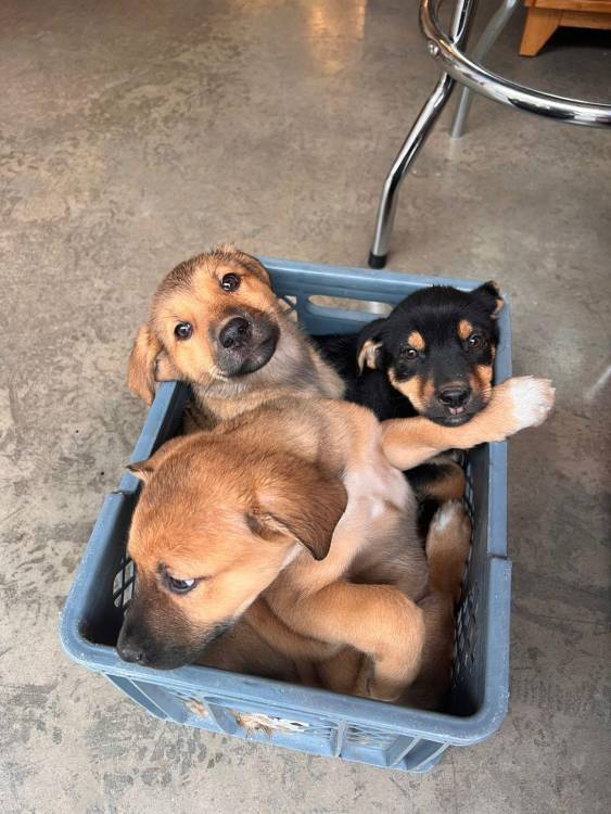 Estos fueron los cachorritos encontrados. FOTO: CORTESÍA ALCALDÍA DE RIONEGRO