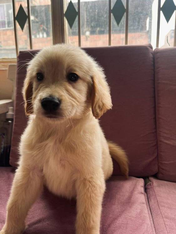 Este sería uno de los supuestos perros en adopción que, en realidad, no existía pues era una foto sacada de internet. FOTO: CORTESÍA