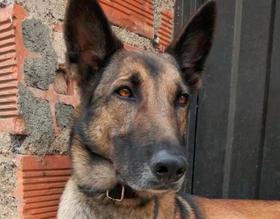 Él es Aruco, un pastor belga mallinois de 7 años. /FOTO: CORTESÍA