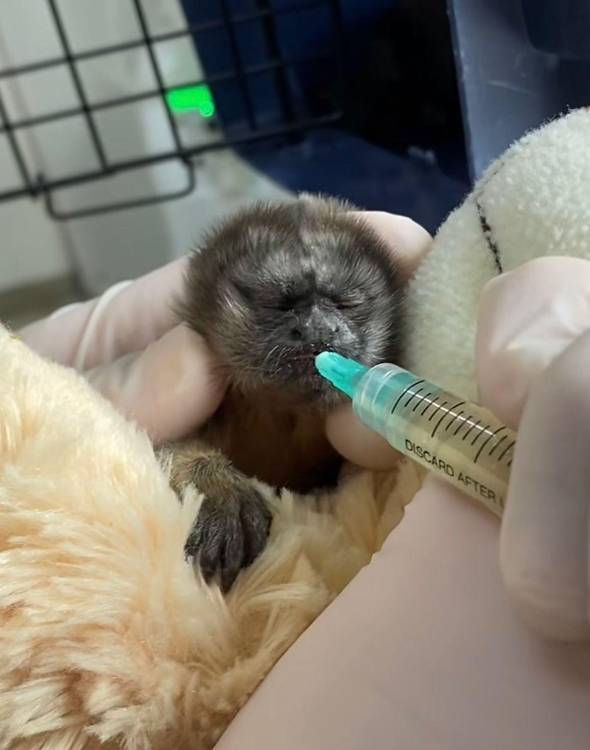 Este pequeño está a cargo de Cornare. Le van llevando una alimentación adecuada para que crezca sano y sea reintegrado a su entorno. FOTO: CORNARE