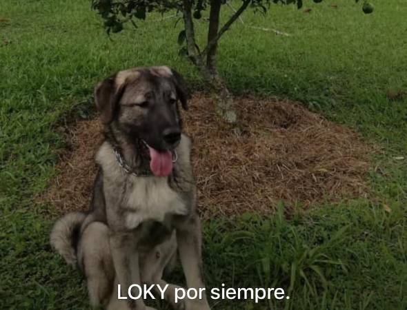 FOTO: CORTESÍA