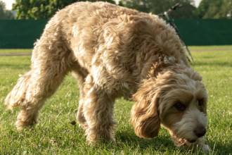 Tres mascotas habrían sido envenenadas en los últimos meses. FOTO: CANVA