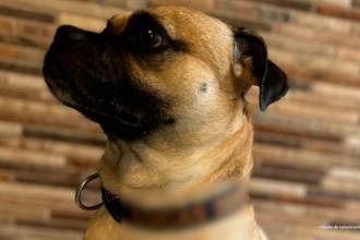 Este es Lucas, el perrito agredido en Envigado. FOTO: CORTESÍA