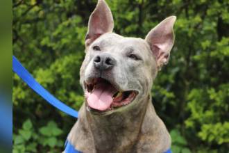 Los pitbull son una de las razas catalogadas como de manejo especial. FOTO: ALCALDÍA DE MEDELLÍN