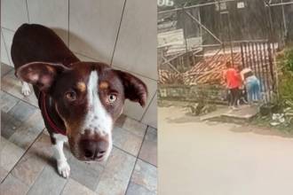 Perrita fue abandonada en La Estrella. FOTO: ALCALDÍA DE LA ESTRELLA