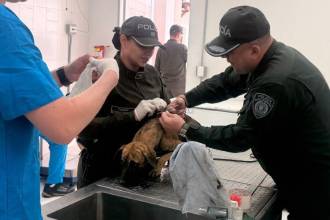 El perro fue atendido inicialmente por veterinarios de la Policía. / FOTO: CORTESÍA POLICÍA ANTIOQUIA
