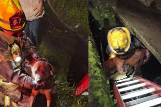 Perrito rescatado en La Estrella. FOTO: CORTESÍA CUERPO DE BOMBEROS DE LA ESTRELLA