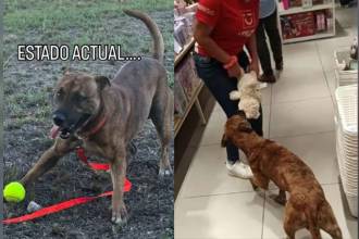El perrito viral de Miniso ya tiene nuevo hogar. FOTO: REDES SOCIALES
