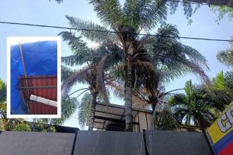 Aunque a simple vista el árbol parece normal, ya ha causado varios daños sobre techos (foto detalle) y otras estructuras. FOTOS: ALEJANDRA MORALES RÍOS