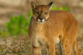 Tres pumas fueron avistados en Antioquia. FOTO: CORANTIOQUIA