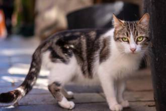 Entre más grande sea el saco primordial, más presente está su gen guerrero. ¿Qué tanto se le ve a su gato la bolsa primordial? FOTO: MAGNIFIC