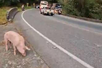 Los cerdos escaparon después del accidente en la vía Yarumal-Santa Rosa de Osos. FOTO: REDES SOCIALES
