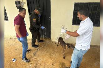 El momento en que uno de los animales fue rescatado por personal de la Policía y de la Alcaldía de Medellín. FOTO: POLICÍA METROPOLITANA