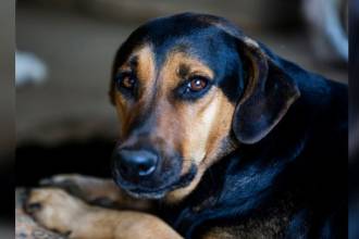 FOTO: ARCHIVO - EL COLOMBIANO