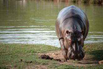 La población de hipopótamos ya superaría los 160 individuos. FOTO: INSTITUTO HUMBOLDT