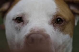 La Corte aseguró que, por el contrario, la vejez del animal implica mayor cuidado y protección. FOTO: COLPRENSA