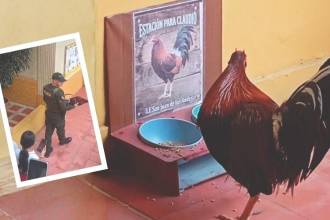 El gallo pudo regresar a comer en la ‘Estación para Claudio’, un espacio que le tienen reservado al animalito para que se alimente y beba agua. FOTO: CORTESÍA