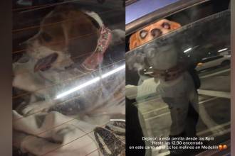 Perrita fue dejada encerrada en un carro por 4 horas. FOTO: Instagram @saraestrada1