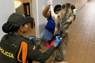 Momento de la revisión a los dos perros víctimas de presunto maltrato. FOTO: CORTESÍA ALCALDÍA DE BELLO