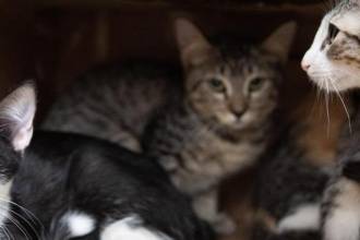 Serán más de 80 los animales disponibles para adoptar. FOTO: ALCALDÍA DE MEDELLÍN