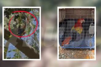 La guacamaya será revisada por las autoridades pertinentes antes de recobrar su libertad. FOTO: CORTESÍA