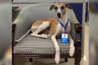 En el día de su cumpleaños número 7, Cope, la mascota de Copetran, se hizo viral en Colombia. / FOTO: CORTESÍA COPETRAN