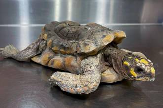 Una tortuga morrocoy que pasó 30 años metida en una casa. FOTO: ÁREA METROPOLITANA DEL VALLE DE ABURRÁ